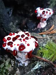 Attēlu rezultāti vaicājumam “Hydnellum ferrugineum”