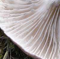 Attēlu rezultāti vaicājumam “Gomphidius glutinosus”