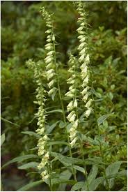 Image result for Digitalis lutea