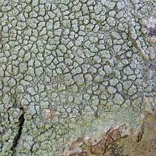 Attēlu rezultāti vaicājumam “Pertusaria pertusa”