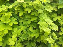 Attēlu rezultāti vaicājumam “Humulus lupulus leaf”