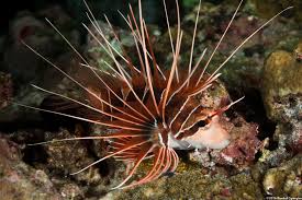 Image result for Pterois radiata