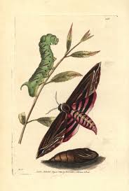 Attēlu rezultāti vaicājumam “Sphinx ligustri”