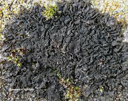 Attēlu rezultāti vaicājumam “Collema flaccidum”