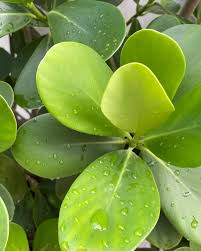 Attēlu rezultāti vaicājumam “Clusiaceae”