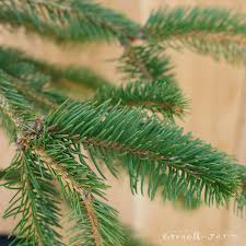 Attēlu rezultāti vaicājumam “Picea abies fo. virgata leaf”