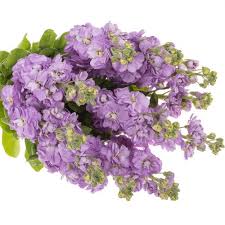 Image result for Levkoje