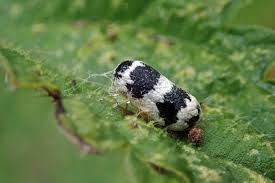 Attēlu rezultāti vaicājumam “Ichneumonidae cocoon”