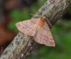 Attēlu rezultāti vaicājumam “Colotois pennaria”