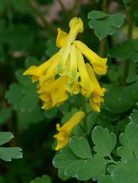 Attēlu rezultāti vaicājumam “Corydalis intermedia flower”