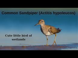 Attēlu rezultāti vaicājumam “Actitis hypoleucos”