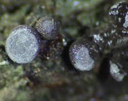 Attēlu rezultāti vaicājumam “Badhamia panicea macro”