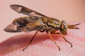 Attēlu rezultāti vaicājumam “Chrysops”