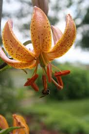 Attēlu rezultāti vaicājumam “Lilium martagon flower”