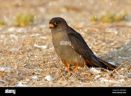 Image result for Falco vespertinus