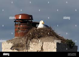 Attēlu rezultāti vaicājumam “Larus argentatus eggs”