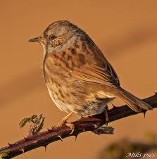Attēlu rezultāti vaicājumam “Prunella modularis”