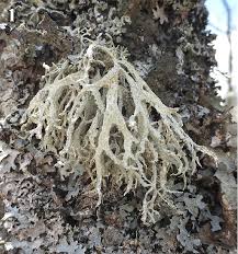 Attēlu rezultāti vaicājumam “Evernia prunastri”