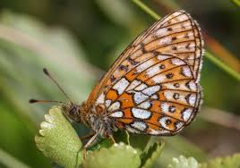 Attēlu rezultāti vaicājumam “Boloria eunomia”