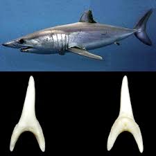 Image result for Isurus oxyrinchus