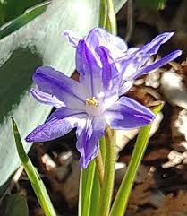 Attēlu rezultāti vaicājumam “Scilla luciliae”