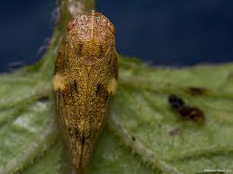 Attēlu rezultāti vaicājumam “Aphrophoridae”