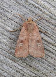 Attēlu rezultāti vaicājumam “Diarsia florida”