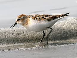 Attēlu rezultāti vaicājumam “Calidris minuta”