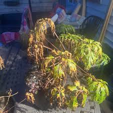 Attēlu rezultāti vaicājumam “Geranium pyrenaicum leaf”