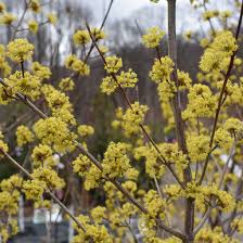Attēlu rezultāti vaicājumam “Cornus mas flower”
