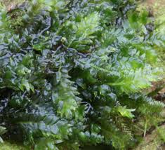 Attēlu rezultāti vaicājumam “Pseudotaxiphyllum elegans”