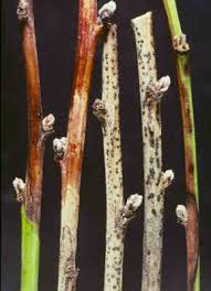 Attēlu rezultāti vaicājumam “Diachea dictyospora (syn. Craterium dictyosporum) stalked”