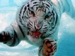 Diving Tiger Photo, Animal Wallpaper - National Geographic Photo ...