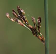 Attēlu rezultāti vaicājumam “Juncus balticus”