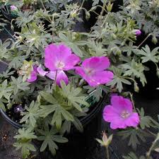 Attēlu rezultāti vaicājumam “Geranium sanguineum”