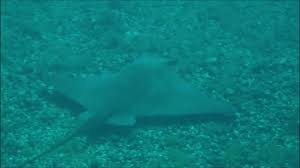 Image result for Bathytoshia centroura