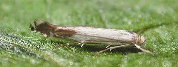 Attēlu rezultāti vaicājumam “Yponomeuta evonymella larva”