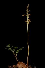 Attēlu rezultāti vaicājumam “Botrychium multifidum”