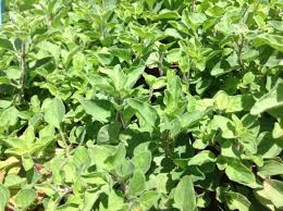 Image result for Origanum vulgare