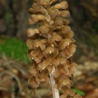 Attēlu rezultāti vaicājumam “Neottia nidus-avis bud”