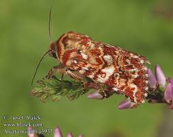 Attēlu rezultāti vaicājumam “Anarta myrtilli”
