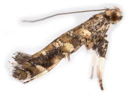 Attēlu rezultāti vaicājumam “Gracillaria syringella”