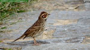 Image result for Emberiza pusilla