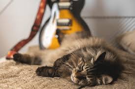 Image result for Cat sleeping in guitar