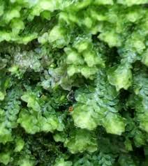 Attēlu rezultāti vaicājumam “Diplophyllum albicans”