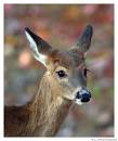 Rex Parker Does the NYT Crossword Puzzle: Flirty toon Betty / MON ...