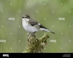 Attēlu rezultāti vaicājumam “Ficedula hypoleuca female”