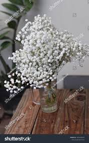 Attēlu rezultāti vaicājumam “Gypsophila paniculata”