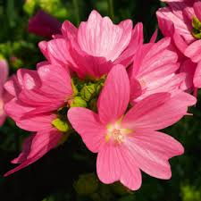 Attēlu rezultāti vaicājumam “Malva moschata alba fruit”
