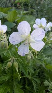 Attēlu rezultāti vaicājumam “Geranium pratense bud”